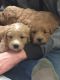 Golden Doodle Puppies for sale in Moroni, UT 84646, USA. price: NA
