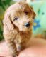 Golden Doodle Puppies for sale in Athens, TX, USA. price: $700