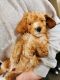 Golden Doodle Puppies for sale in Alexandria, VA, USA. price: $1,100