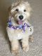 Golden Doodle Puppies for sale in Bonita Springs, FL, USA. price: $2,000