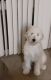 Golden Doodle Puppies for sale in Frederick, MD, USA. price: NA