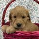 Golden Doodle Puppies for sale in CA-1, Long Beach, CA, USA. price: NA