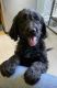 Golden Doodle Puppies for sale in Tacoma, WA, USA. price: $2
