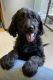 Golden Doodle Puppies for sale in Tacoma, WA, USA. price: $2,300
