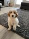 Golden Doodle Puppies for sale in Plano, TX 75023, USA. price: $2,800