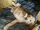 Golden Doodle Puppies for sale in Fort Payne, AL, USA. price: $975