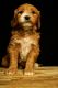 Golden Doodle Puppies for sale in Fort Wayne, IN, USA. price: NA