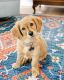 Golden Doodle Puppies for sale in Highlands Ranch, CO, USA. price: NA