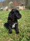 Golden Doodle Puppies for sale in Unicoi, TN, USA. price: $1,200