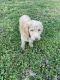 Golden Doodle Puppies for sale in Mebane, NC 27302, USA. price: NA
