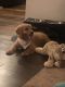 Golden Doodle Puppies for sale in Dacula, GA 30019, USA. price: $500