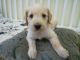 Golden Doodle Puppies for sale in St David, AZ 85630, USA. price: NA