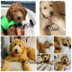 Golden Doodle Puppies for sale in Denison, TX, USA. price: $1,700