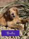 Golden Doodle Puppies for sale in Henderson, NV, USA. price: NA