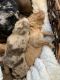 Golden Doodle Puppies for sale in Indianapolis, IN, USA. price: $3,000