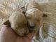 Golden Doodle Puppies for sale in Walls, MS, USA. price: $1,200