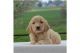 Golden Doodle Puppies for sale in Oertli Ln, Austin, TX 78753, USA. price: NA