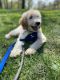 Golden Doodle Puppies for sale in Paterson, NJ, USA. price: NA