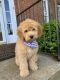 Golden Doodle Puppies for sale in Marietta, GA 30064, USA. price: NA