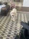 Golden Doodle Puppies for sale in Frisco, TX, USA. price: NA