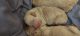 Golden Doodle Puppies for sale in Simpsonville, SC, USA. price: NA