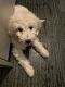 Golden Doodle Puppies for sale in Chicago, IL 60657, USA. price: $1,200