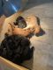 Golden Doodle Puppies for sale in Farmville, VA 23901, USA. price: NA