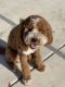 Golden Doodle Puppies for sale in Roseville, CA, USA. price: NA