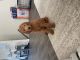 Golden Doodle Puppies for sale in Fredericksburg, VA 22401, USA. price: NA