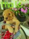 Golden Doodle Puppies for sale in Daingerfield, TX 75638, USA. price: NA