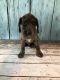 Golden Doodle Puppies for sale in Florida Panhandle, FL, USA. price: $1,900