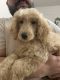 Golden Doodle Puppies for sale in New Rochelle, NY, USA. price: $2,500