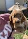 Golden Doodle Puppies for sale in Harbor City, CA 90710, USA. price: NA