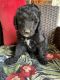 Golden Doodle Puppies for sale in Barboursville, WV, USA. price: NA