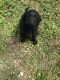 Golden Doodle Puppies for sale in Caseyville, IL, USA. price: NA