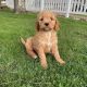 Golden Doodle Puppies for sale in Oklahoma City, OK, USA. price: $650
