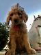 Golden Doodle Puppies for sale in Florence, TX 76527, USA. price: NA