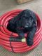 Golden Doodle Puppies for sale in Timpson, TX 75975, USA. price: NA