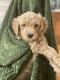 Golden Doodle Puppies for sale in Hillsborough, NC 27278, USA. price: NA
