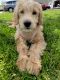 Golden Doodle Puppies for sale in Lewis Center, OH, USA. price: $2,000