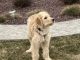 Golden Doodle Puppies for sale in Nazareth, PA 18064, USA. price: NA