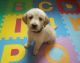 Golden Doodle Puppies for sale in Warrensburg, MO 64093, USA. price: NA