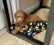 Golden Doodle Puppies for sale in Lake City, FL, USA. price: NA