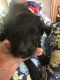 Golden Doodle Puppies for sale in FL-71, Florida, USA. price: NA