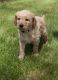 Golden Doodle Puppies for sale in Flint Twp, MI, USA. price: NA
