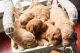 Golden Doodle Puppies for sale in York, SC 29745, USA. price: $2,500