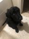 Golden Doodle Puppies for sale in Kansas City, MO, USA. price: NA