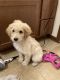 Golden Doodle Puppies for sale in Ankeny, IA 50021, USA. price: NA
