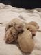 Golden Doodle Puppies for sale in Salt Lake City, UT 84107, USA. price: $2,500
