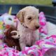 Golden Doodle Puppies for sale in Charlotte, NC, USA. price: $2,500